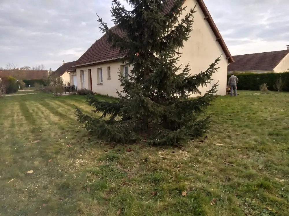 Avant : Abattage d'un épicéa trop proche de la maison