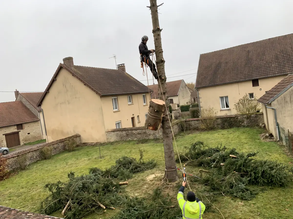Démontage d'un arbre par sections, retenues à la corde