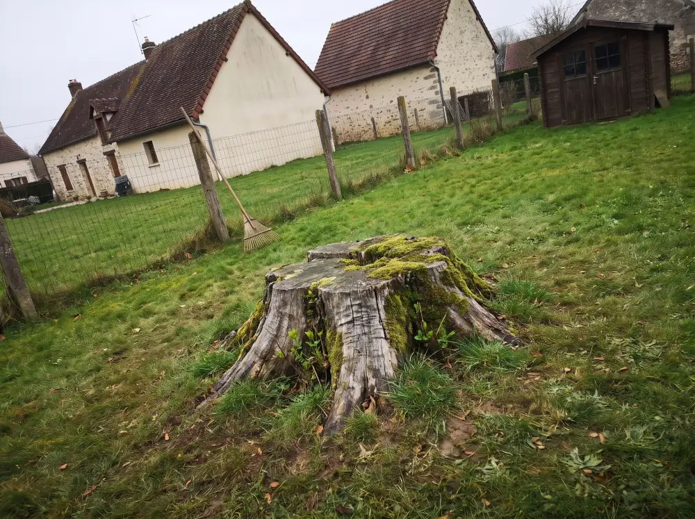 Avant : Rognage d'une souche dans une pelouse