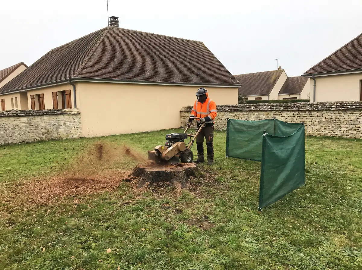 Rognage d'une souche à la rogneuse dans une pelouse