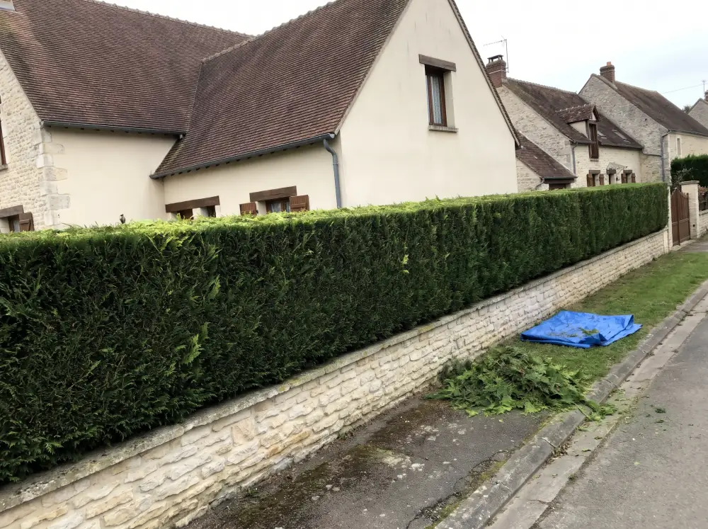 Après : Taille d'une haie de thuyas devenue trop haute