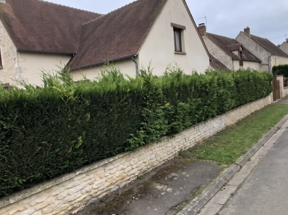 Avant : Taille d'une haie de thuyas devenue trop haute